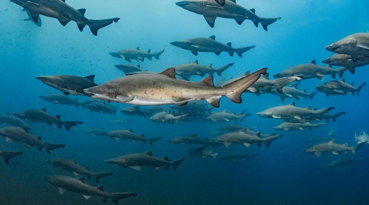 Learn our top 10 facts about sharks | WWF